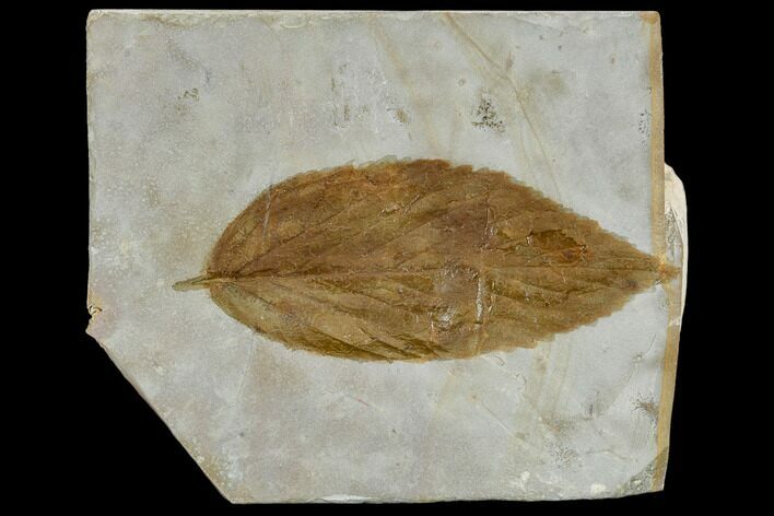 Fossil Buckthorn Leaf (Rhamnus) - Montana #113246